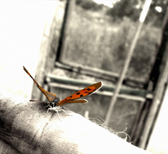 Copper Butterfly landing