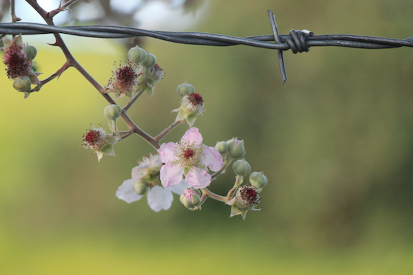 briar flower copy