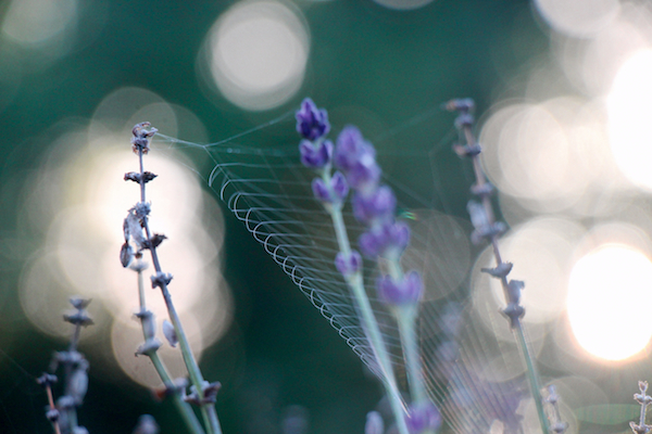 Last days of Lavender copy